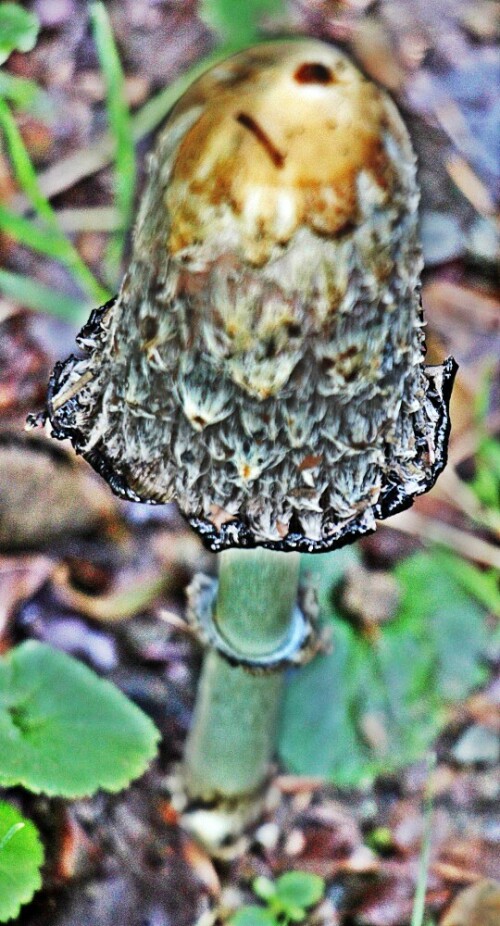 Der Schopf-Tintling wird auch als Spargelpilz, Prozellantintling oder Tintenpilz bezeichnet. Er gehört zu den Verwandten des Champignons.
In Europa ist er heimisch und gilt als haltbarer Speisepilz.
Jene Art lässt sich kutivieren.
https://de.wikipedia.org/wiki/Schopf-Tintling

Aufnameort: Eiershausen Hirschbergwald
Kamera: Canon EOS 1300D