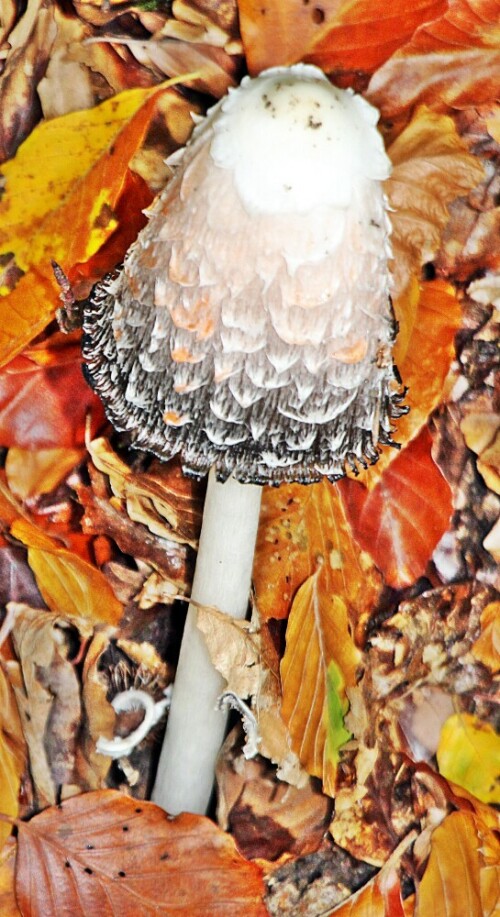 Eine Art Tintling, die sogar essbar sein soll.
Er gehört zur Familie der Champignonverwandten(Agaricaceae).
https://de.wikipedia.org/wiki/Schopf-Tintling


Aufnameort: Eiershausen Hirschbergwald
Kamera: Canon EOS 1300D