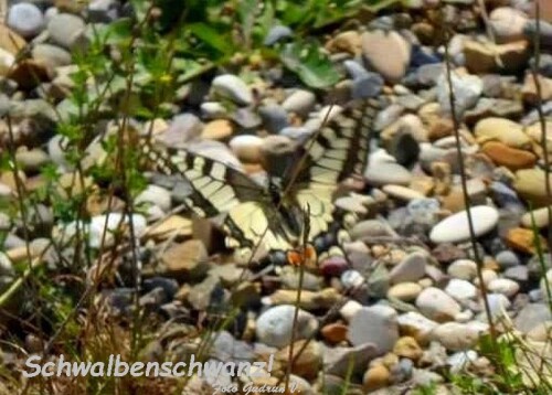 Bild etwas verwackelt, der Schwalbenschwanz war immer in Bewegung!

Aufnameort: Donauufer bei Offingen
Kamera: Panasonic Lumix TZ 71