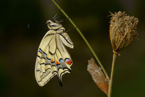 Frisch geschlüpfter Schwalbenschwanz an seiner Futterpflanze, der Wilden Möhre. Neben ihm die leere Puppenhülle

Aufnameort: Lüneburger Heide
Kamera: Sony Alpha 350