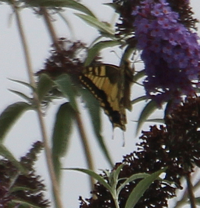 schwalbenschwanz-papilio-machaon-l-1758-1-17681.jpeg