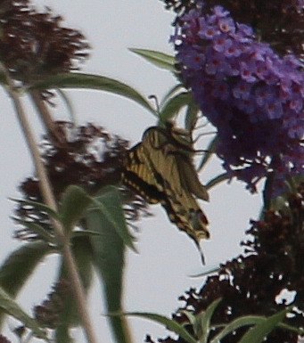 schwalbenschwanz-papilio-machaon-l-1758-17680.jpeg