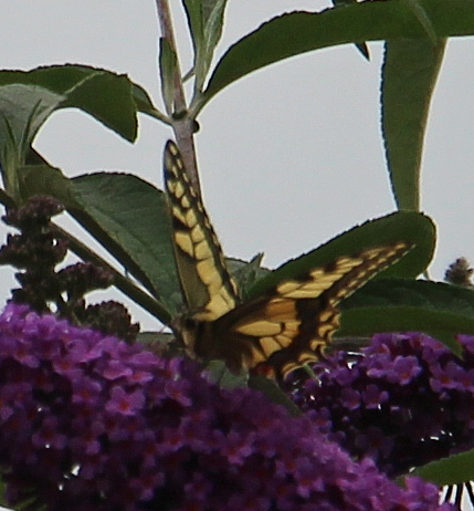 schwalbenschwanz-papilio-machaon-l-1758-2-17682.jpeg