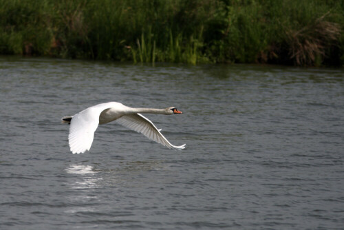 Ein Schwan im Flug knapp über der Wasseroberfläche.

Aufnameort: Altmühlüberleiter Muhr Mittelfranken
Kamera: Canon EOS400D + Canon EF 300 4.0 USM IS L