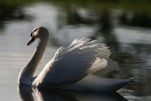 

Aufnameort: Vogelinsel bei Muhr in Mittelfranken
Kamera: Canon EOS400D + Canon EF 300 4.0 USM IS L