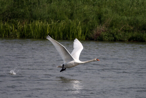 Ein Schwan kurz nach dem Start von einem Fluss.

Aufnameort: Altmühlüberleiter Muhr Mittelfranken
Kamera: Canon EOS400D + Canon EF 300 4.0 USM IS L