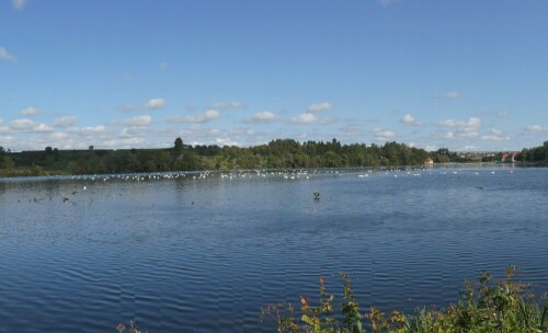 Der Öpfinger Stausee ist ein Paradies für Schwäne.

Aufnameort: Öpfinger Stausee
Kamera: Panasonic TZ 96 D