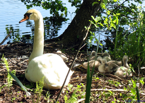 Auf dem Foto ist eine Höckerschwanenfamilie (Cygnus olor) mit ihren wenige Tage alten Jungen auf einer kleinen Insel im Schulzensee zu sehen. Zwischen den Erlen schienen sie Mittagsruhe zu halten. Die Jungen hatten sich im Schatten der Erle nieder gelassen. Eines der Elterntiere schaute schon mit „erhobener Augenbraue“ zu mir rüber, dass ich ihnen ja nicht zu nahe komme.

Aufnameort: Schulzensee bei Kehrig 20.05.2008
Kamera: Canon PowerShot A610