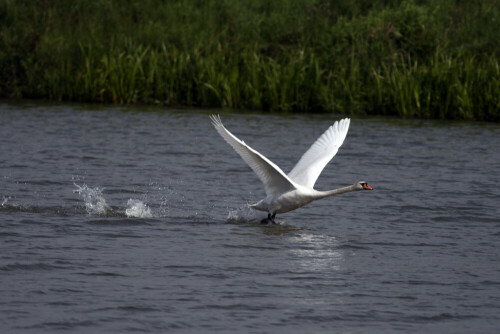 Ein Schwan startet zu seinem Flug.

Aufnameort: Altmühlüberleiter Muhr Mittelfranken
Kamera: Canon EOS400D + Canon EF 300 4.0 USM IS L