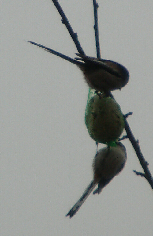 Ein gelegentlicher Vogelbesuch am Meisenknödel
https://de.wikipedia.org/wiki/Schwanzmeisen

Aufnameort: Eiershausen Garten
Kamera: Digitaler Full-HD-Camcorder mit Touchscreen Medion Life