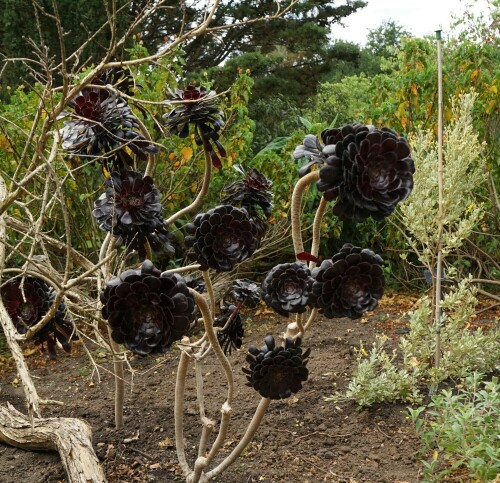 Eine ganz ungewöhnliche schwarze Blüte hat diese Pflanze.

Aufnameort: Kew Garden London
Kamera: Sony Alpha 7/II