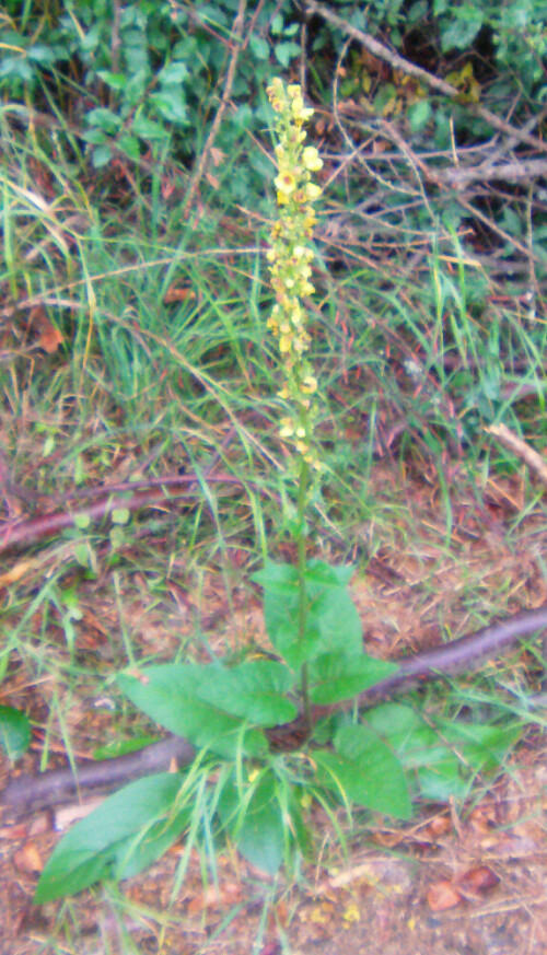 schwarze-konigskerze-verbascum-nigrum-l-13118.jpeg