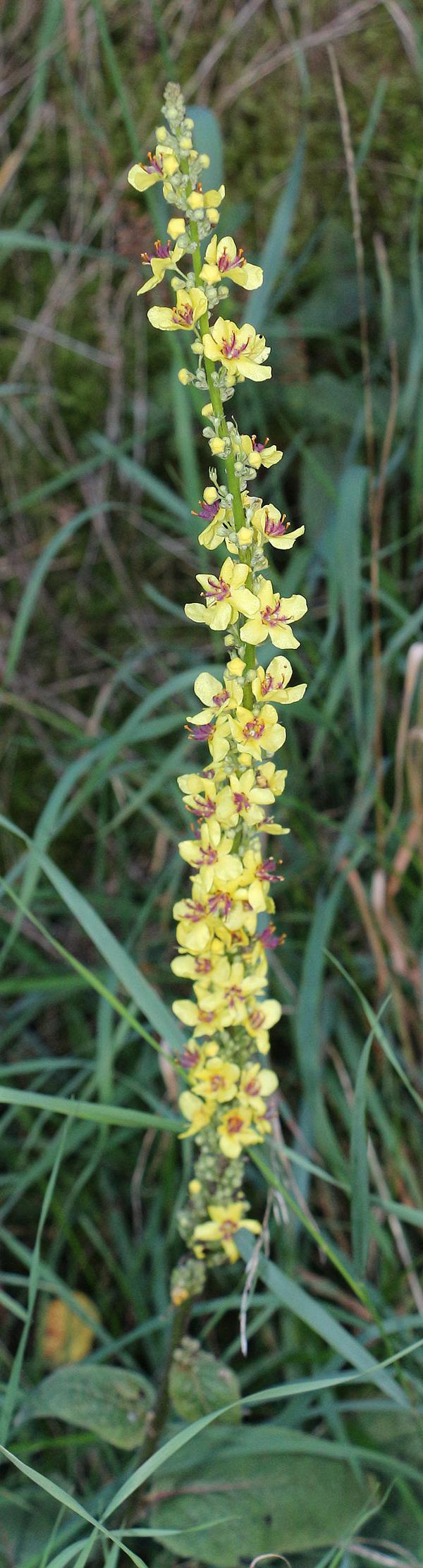 schwarze-konigskerze-verbascum-nigrum-l-14912.jpeg