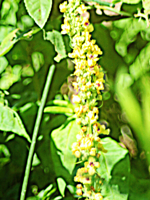 schwarze-konigskerze-verbascum-nigrum-l-29172.jpeg