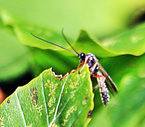 Nicht jeder interessiert sich für die Entomologie(Insektenkunde)...
https://rtlnext.rtl.de/cms/insektensterben-anzahl-der-insekten-in-teilen-deutschlands-um-75-prozent-gesunken-4130384.html
Hier wieder eine weitere Art Schlupfwespe
Vergleichsbilder aus dem Internet:
https://www.ecosia.org/images?q=Pimpla+instigator
ferner:
http://www.arthropods.de/insecta/hymenoptera/ichneumonidae/pimplaInstigator01.htm
http://insektoid.info/wespen/schlupfwespen/schwarze-schlupfwespe/


Aufnameort: Eiershausen Waldrand
Kamera: Canon EOS 1300D