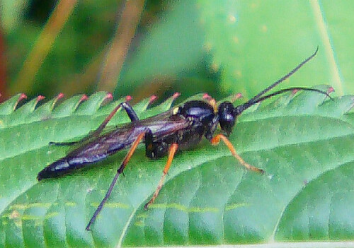 Je nach der Größe der zur Eiablage benutzen Puppe eines Schmetterlings legt das Weibchen bei kleinen ein unbefruchtetes Ei ab - es entwickelt sich zum Männchen; bei einer großen ein befruchtetes - es entwickelt sich ein Weibchen.
http://insektoid.info/wespen/
http://www.insektenbox.de/hautfl/pimins.htm

Aufnameort: Eiershausen Schwarzbachtal
Kamera: Medion Digitaler Full-HD-Camcorder mit Touchscreen Medion Life