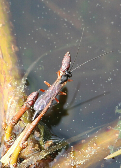 schwarze-schlupfwespe-pimpla-instigator-mannlich-13897.jpeg