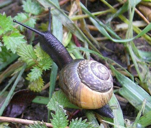 langsam geht die Schnecke auf Futtersuche

Aufnameort: Stadtlohn
Kamera: AL 530 zoom Kamera