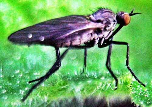 schwarze-tanzfliege-empis-ciliata-fabricius-1787-20684.jpeg