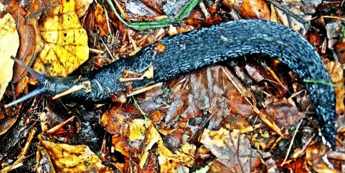 Eine Art Nacktschnecke, die zur Familie der Schnegel(Limacidae) gehört. Schwarze Schnegel sollen besonders im Gebirge vorkommen.
https://de.wikipedia.org/wiki/Schwarzer_Schnegel

Aufnameort: Eiershausen in der Nähe der Gisse
Kamera: Canon EOS 1300D