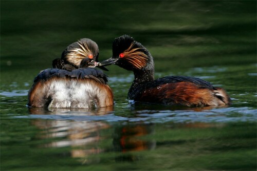 

Aufnameort: Franken
Kamera: eos20, 100-400mm