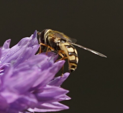 Diese Schwebfliege sitzt auf einer Kornblume. Selbst ein kleines Blumenbeet lockt erstaunlich viele Insekten an.

Aufnameort: Merheimer Gärten Köln
Kamera: Sony Alpha 7/II