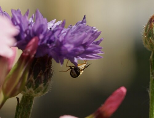 Diese Schwebfliege klebt rückwärts an einer Kornblume.

Aufnameort: Merheimer Gärten Köln
Kamera: Sony Alpha 7/II