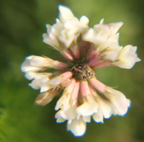 schweden-klee-trifolium-hybridum-l-17976.jpeg