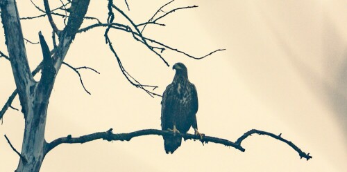 seeadler-in-sassenburg-22376.jpeg