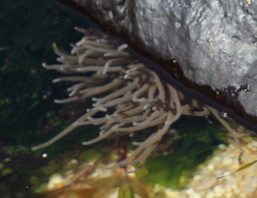 seeanemone-wachsrose-15370.jpeg