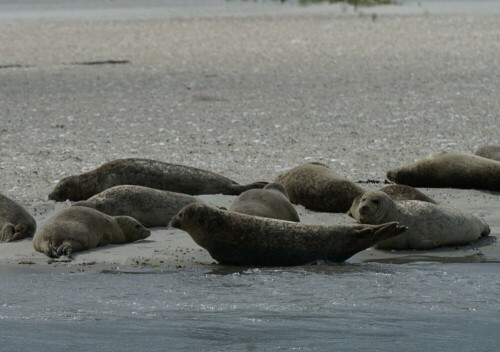 Etwas westlich von Juist befindet sich eine der größten deutschen Seehundbänke. Die Seehunde liegen so entspannt herum, dass man kaum glauben mag, Wildtiere vor Augen zu haben.

Aufnameort: Seehundbänke vor Juist
Kamera: Sony Alpha 7/II