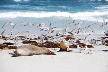 Auf Kangaroo Island leben noch viele Seelöwen.

Aufnameort: Australien, Kangaroo Island
Kamera: Nikon D80