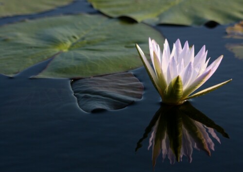 seerose-auf-dem-okavango-7215.jpeg