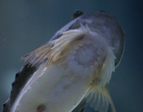 An der Scheibe klebend kann man den Seeskorpion von unten bewundern.

Aufnameort: Ozeaneum Stralsund
Kamera: Sony Alpha 7/II