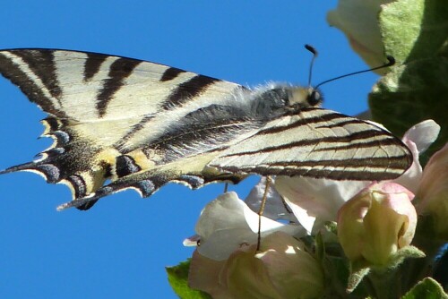 Segelfalter auf Apfelblüte

Aufnameort: Cevennen/Südfrankreich
Kamera: Lumix FZ48