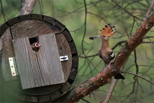 sehr-selten-wildlife-wiedehopf-sachsen-17161.jpeg