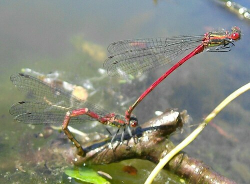 Libelle bei der Paarung

Aufnameort: Stadtlohn
Kamera: AL 530 zoom Kamera