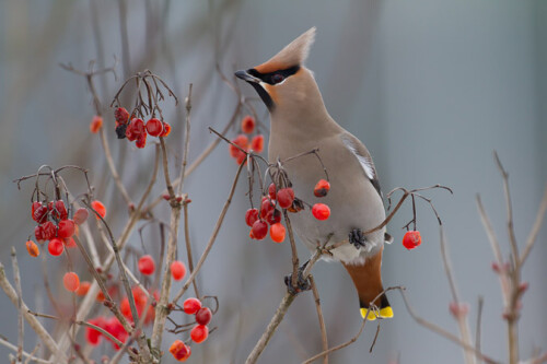 Schneeball - eine der Lieblings-Speisen der Seidenschwänze.

Aufnameort: Erlangen
Kamera: eos 7d, 500mm