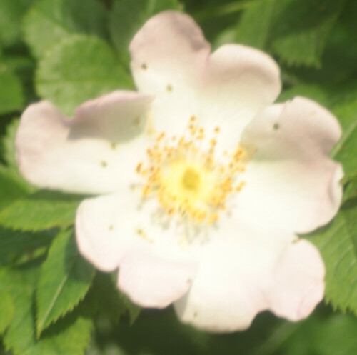 Eine Art Rose, die auch der Hundsrose(Rosa canina(L.)) ähnelt.
https://de.wikipedia.org/wiki/Hecken-Rose
(Foto nun unbearbeitet.)

Aufnameort: Eiershausen Waldrand Hirschberg
Kamera: Canon EOS 1300D