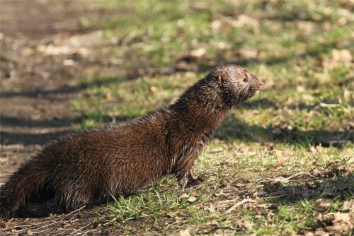 Eine kurze aber interessante Begegnung in der Oberlausitz. Ein Mink!

Aufnameort: Oberlausitz Nähe Dauban
Kamera: Canon Eos 7D, 100 - 400 mm Tele