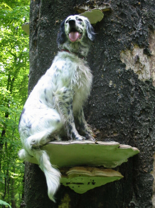 setter auf baumpilz postiert 1018