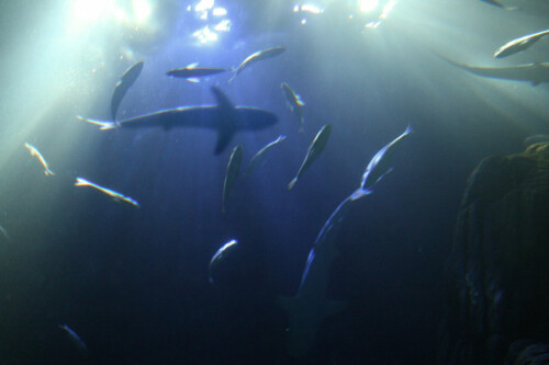 sharks - Haie


Kamera: Canon EOS 400D