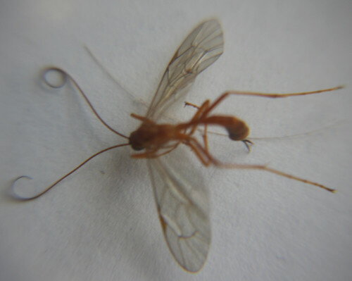 Eine Schlupfwespe, die durch ihre orange bis rötlichbraune Körperfärbung auffallen kann.  Jene Sichelwespe fliegt im Spätsommer bzw. Herbst und parasitiert Nachtfalter.
(Leider hier ein Totfund)
Sie kommen in Europa sowie Asien vor.
http://www.insektenbox.de/hautfl/ophilu.htm

https://www.fotocommunity.de/photo/sichelwespe-ophion-luteus-csr-makro/35206508
https://www.flickr.com/photos/ernst-ruhe/8169330800/
http://www.fotocommunity.de/photos/ophion%20luteus
u. a. 

https://www.youtube.com/watch?v=MqnHPHs5CHw
https://www.youtube.com/watch?v=sOsS221EyLM
u. a.

Aufnameort: Eiershausen "Zimmergast"
Kamera: Canon EOS 700D