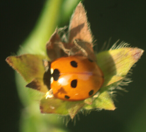 Das es langsam herbstlich wird, suchen auch Insekten wie der Siebenpunkt-Marienkäfer Schutz vor Kälte.
https://de.wikipedia.org/wiki/Siebenpunkt-Marienk%C3%A4fer

Aufnameort: Eiershausen Garten
Kamera: Canon EOS 1300D