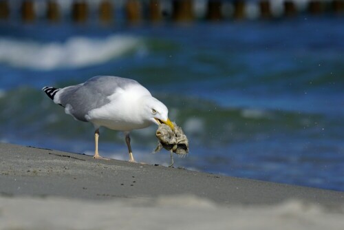 Vor mir stürzte eine Silbermöwe ins Wasser und kam mit einem Plattfisch wieder hervor. Den hat sie mühsam am Strand hin und her geschlagen, runter gewürgt und wieder ausgespuckt.. jede Gräte war wahrscheinlich im Butt gebrochen als sie ihn endlich ganz verschlang. Eine ganze Serie Fotos konnte ich aufnehmen.

Aufnameort: Ostsee, Zingst
Kamera: Sony SLT A 77 II