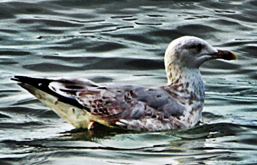 silbermowe-larus-argentatus-po-19738.jpeg