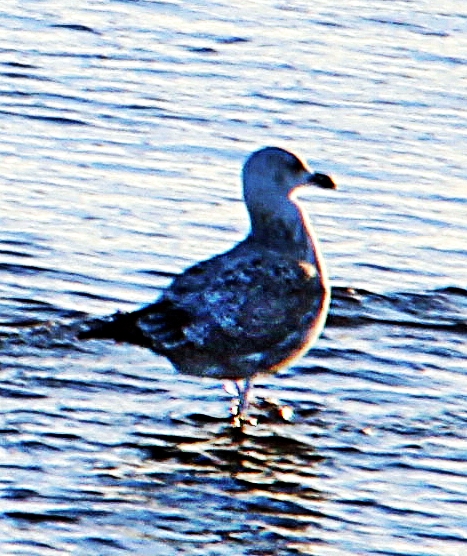 silbermowe-larus-argentatus-pontoppidan-1763-00-19737.jpeg