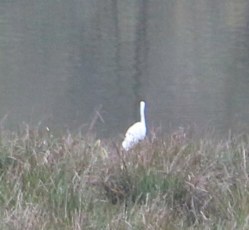 silberreiher-ardea-alba-l-1758-15317.jpeg