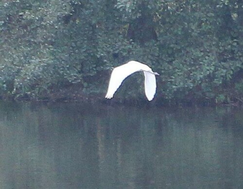 Der Silberreiher scheint vermehrt zu wandern.
In Mitteleuropa gilt er nicht als Brutvogel.
https://de.wikipedia.org/wiki/Silberreiher

Aufnameort: Eiershausen - Eibelshausen über dem Lohmühlenweiher
Kamera: Canon EOS 700D