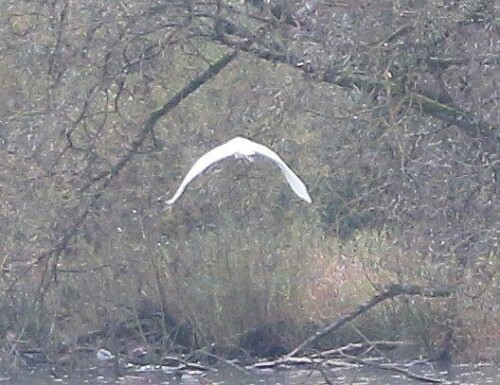 silberreiher-ardea-alba-l-1758-im-landeanflug-15319.jpeg